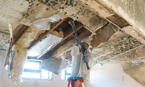 Best Emergency Mold Remediation in Plover, WI